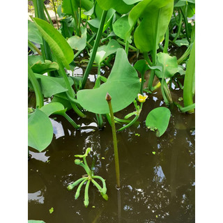 Hạt giống kèo nèo(rau tai tượng) - Gói 0.1gram - hatgiongcaytronggiasi