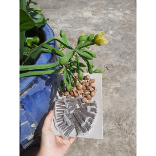 Hạt giống kèo nèo(rau tai tượng) - Gói 0.1gram - hatgiongcaytronggiasi