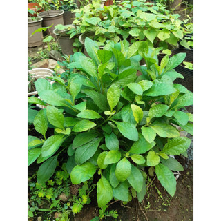 Hạt giống rau cải trời (cải hoang) - 100 hạt - hatgiongcaytronggiasi