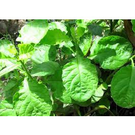 Hạt giống rau cải trời (cải hoang) - 100 hạt - hatgiongcaytronggiasi