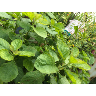 Hạt giống rau cải trời (cải hoang) - 100 hạt - hatgiongcaytronggiasi