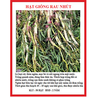 Hạt giống rau nhút rau rút dút - 1gram