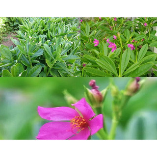 Hạt giống sâm đất