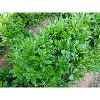 Hạt giống sâm đất (gói 20 hạt) - hatgiongcaytronggiasi