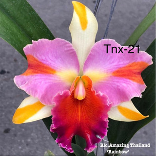 Cattleya Cây Giống Nhiều Màu Hoa Thơm