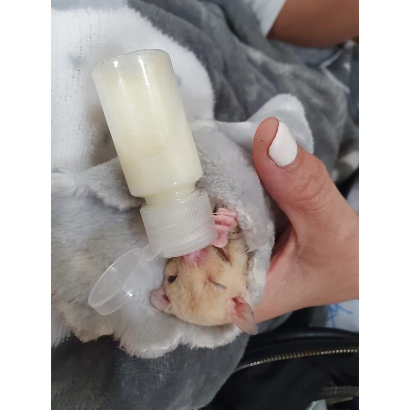 Bình Sữa cho Sóc Bay Úc-Hamster