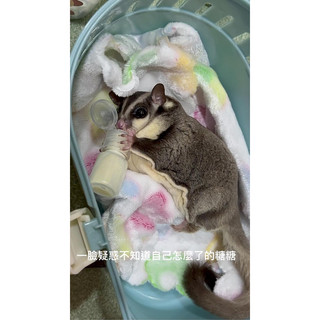 Bình Sữa cho Sóc Bay Úc-Hamster