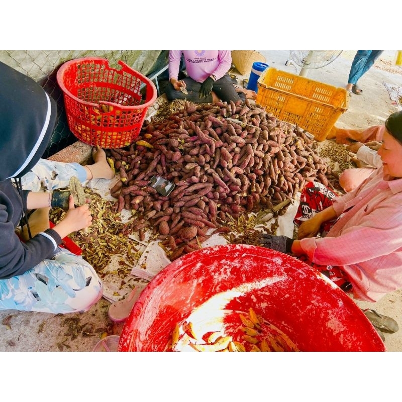 Mồi câu khoai ủ chua, thơn, 1kg khoai ủ chua.chuyên câu mè, chép ,trôi