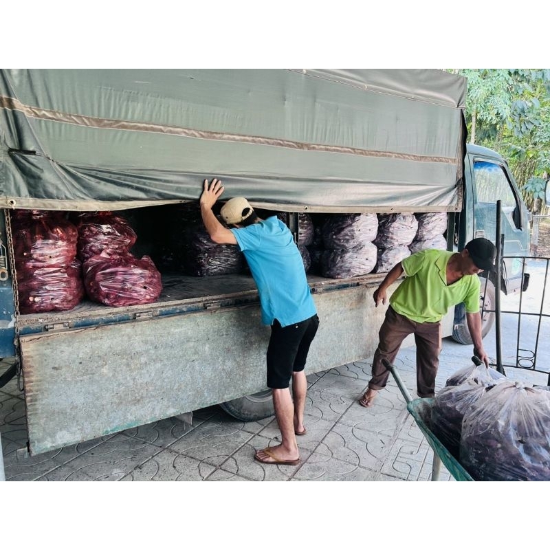 Mồi câu khoai ủ chua, thơn, 1kg khoai ủ chua.chuyên câu mè, chép ,trôi