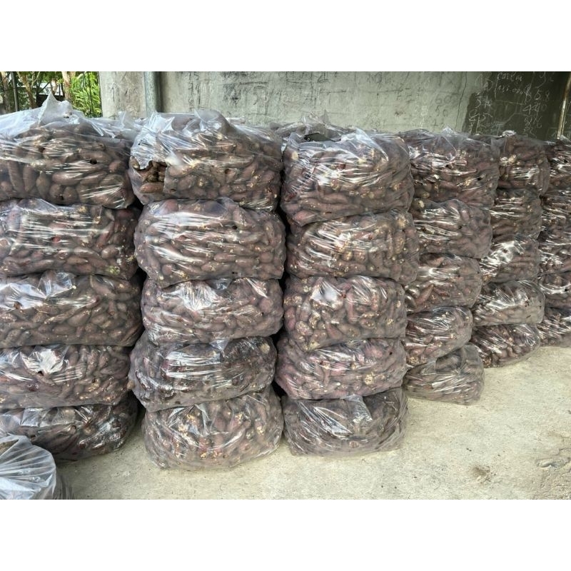 Mồi câu khoai ủ chua, thơn, 1kg khoai ủ chua.chuyên câu mè, chép ,trôi