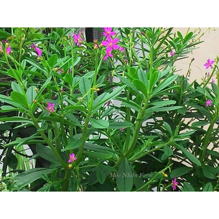 Hạt giống sâm đất (gói 20 hạt) - hatgiongcaytronggiasi