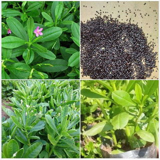 Hạt giống sâm đất (gói 20 hạt) - hatgiongcaytronggiasi