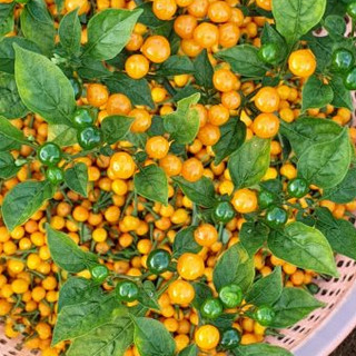 Hạt giống ớt peru Charapita - 5 hạt