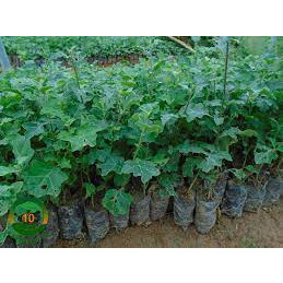 Cây giống cà gai leo cây dược liệu