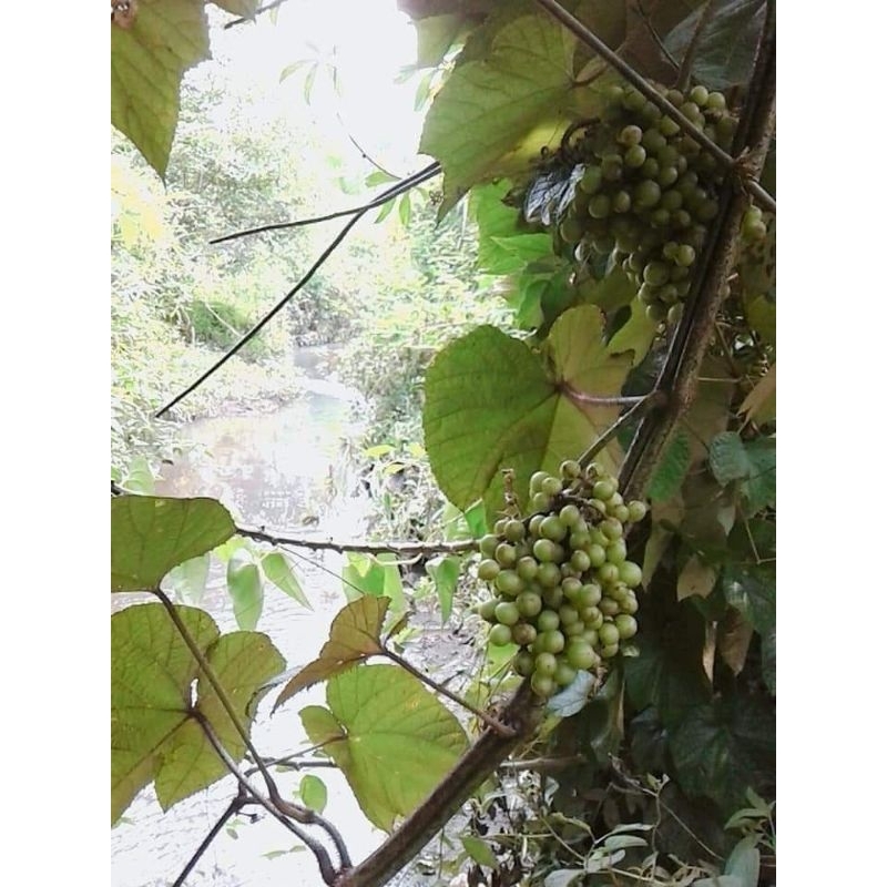 Hạt giống nho rừng 30 hạt