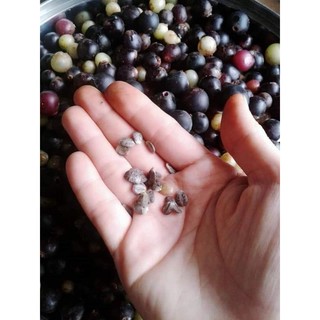 Hạt giống nho rừng 30 hạt