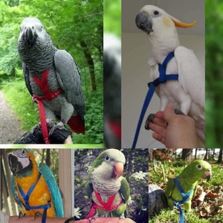 Harness dây bay cho vẹt