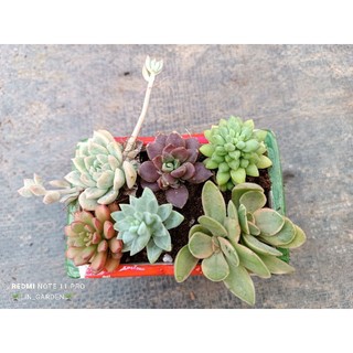 Combo 3, combo 5 hoặc 1 cây sen đá mini mix loại