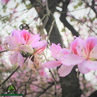 Hạt giống hoa ban tây bắc (10 hạt)