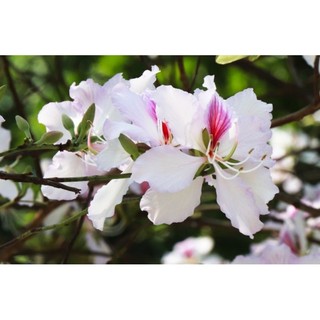 Hạt giống hoa ban tây bắc (10 hạt)