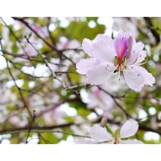 Hạt giống hoa ban tây bắc