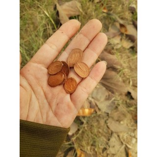 Hạt giống hoa ban tây bắc (10 hạt)