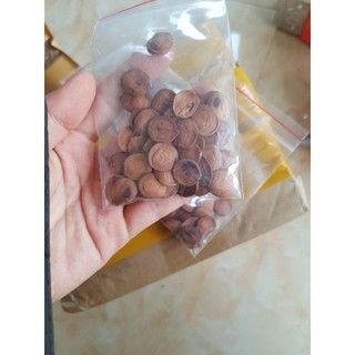Hạt giống hoa ban tây bắc (10 hạt)