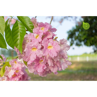 Cây giống hoa kèn hồng