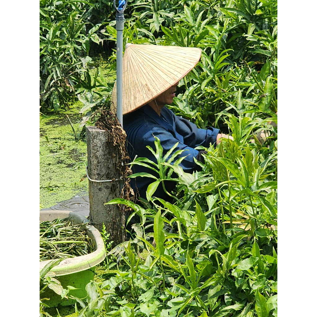 Rau móp Bà Giáo Củ Chi