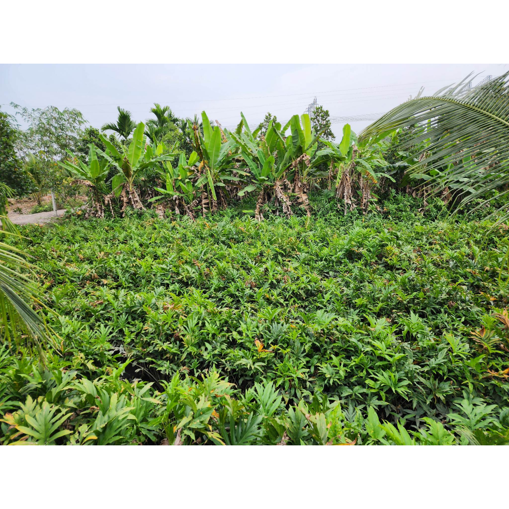 Rau móp Bà Giáo Củ Chi
