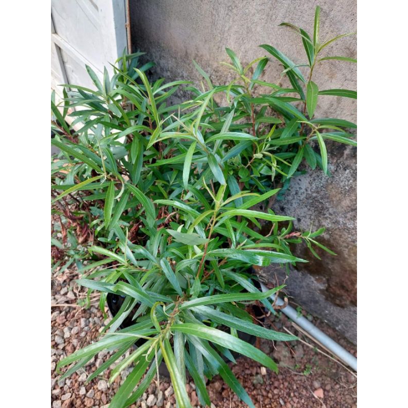 Rù Rì - cóc trắngCây Thủy Sinh Siêu Rẻ