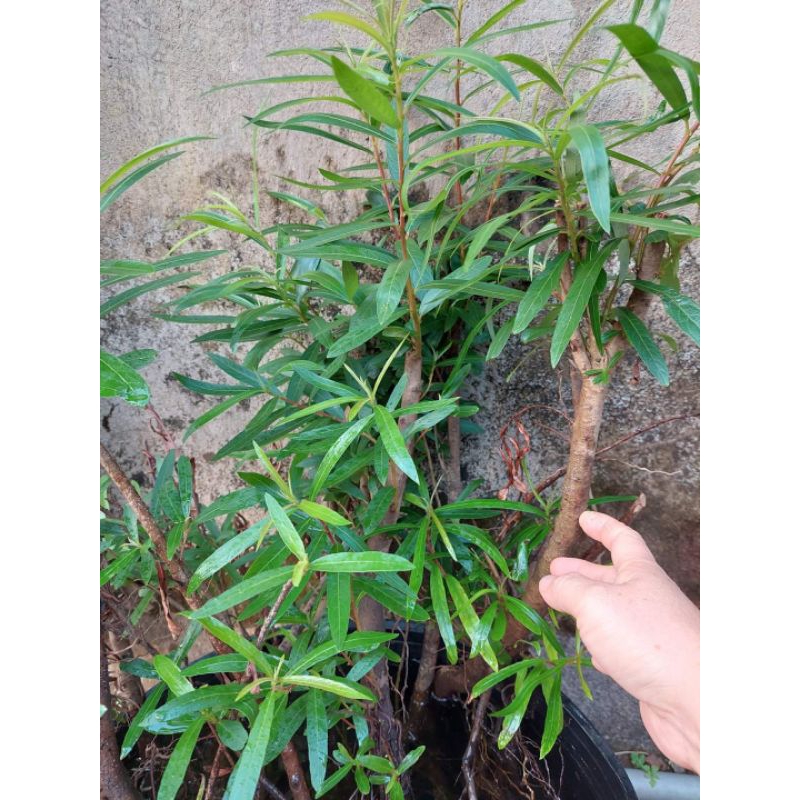 Rù Rì - cóc trắngCây Thủy Sinh Siêu Rẻ