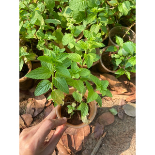 Cây giống bạc hà