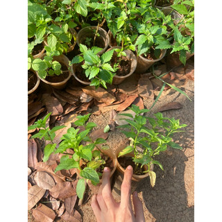 Cây giống bạc hà (bạc hà Pháp)