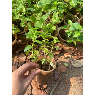 Cây giống bạc hà (bạc hà Pháp)