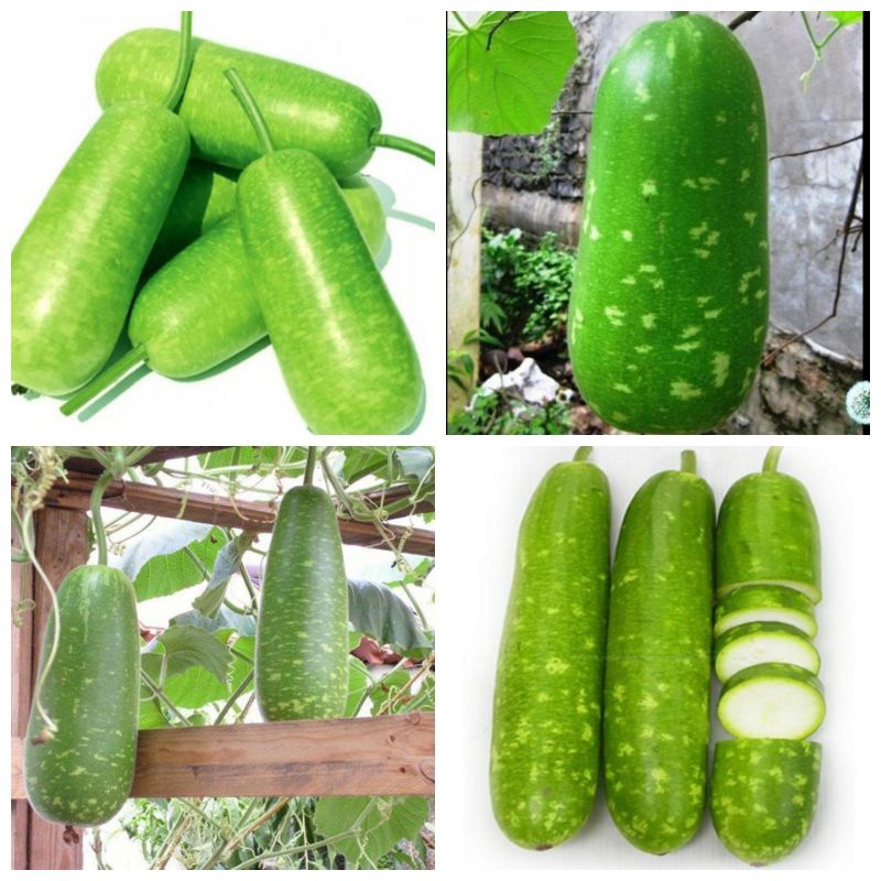 Hạt giống bầu sao cao sản F1