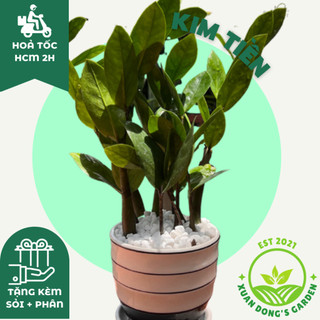 Cây kim tiền - kim phát tài size vừa để bàn xuan dong garden mini phong thuỷ kèm chậu sứ