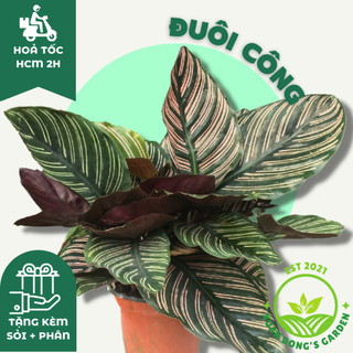 Cây đuôi công size nhỏ để bàn xuan dong garden mini phong thuỷ kèm chậu sứ