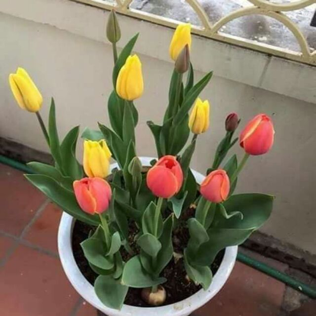 CỦ GIỐNG HOA TULIP SĂN MẦM NHƯ HÌNH