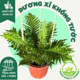 Cây dương xỉ khổng tước size lớn xuan dong garden mini phong thuỷ kèm chậu sứ