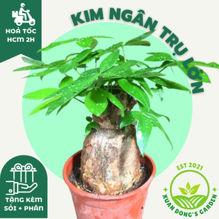 Cây kim ngân thân trụ size lớn để bàn xuan dong garden phong thuỷ kèm chậu sứ