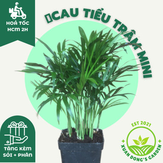 Cây cau tiểu trâm để bàn xuan dong garden mini phong thuỷ kèm chậu sứ