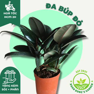 Cây đa búp đỏ size nhỏ để bàn xuan dong garden mini phong thuỷ kèm chậu sứ