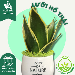 Cây lưỡi hổ thái size nhỏ để bàn xuan dong garden mini phong thuỷ kèm chậu sứ