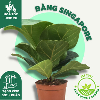 Cây bàng singapore size nhỏ để bàn xuan dong garden mini phong thuỷ kèm chậu sứ