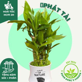 Cây trúc phát tài - phát lộc size nhỏ để bàn xuan dong garden mini phong thuỷ kèm chậu sứ