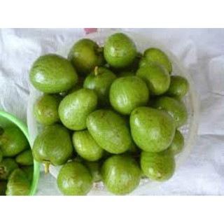 1kg trái bình bát tươi làm dược liệu