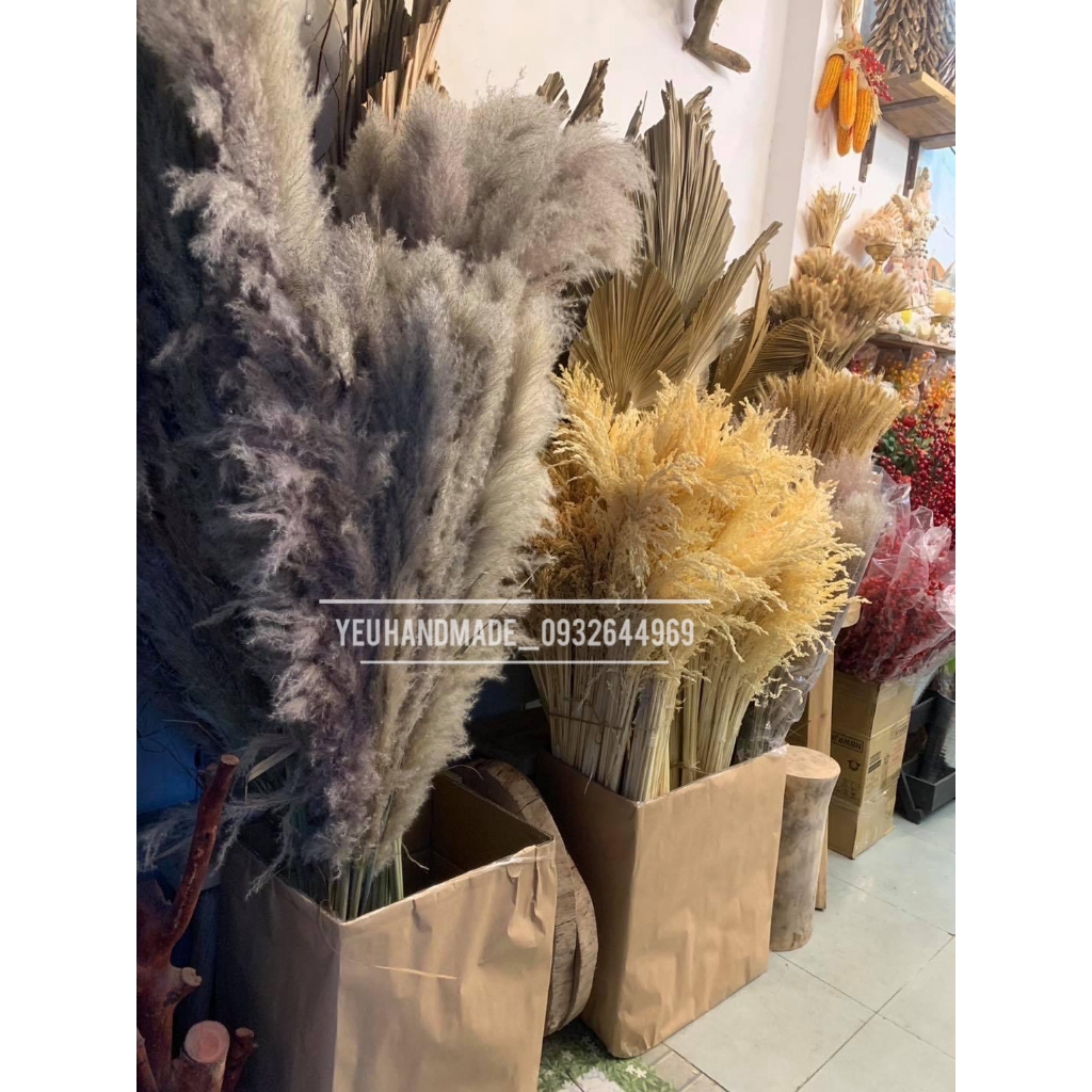Bắp Khô _ Bông Lau Trang Trí