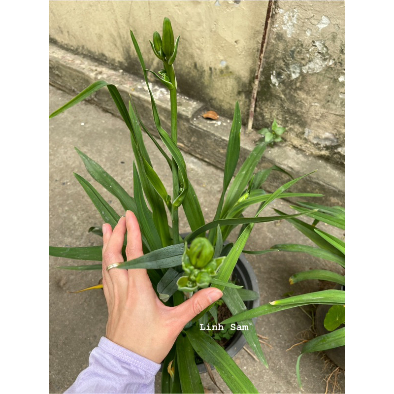 Daylily / Hoa hiên