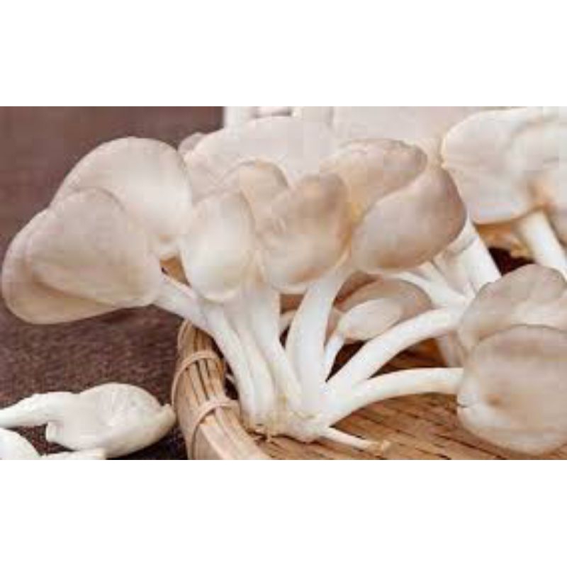 NẤM BÀO NGƯ 200g (shop có: thịt, gà, cá tôm mực + trái cây v.v)